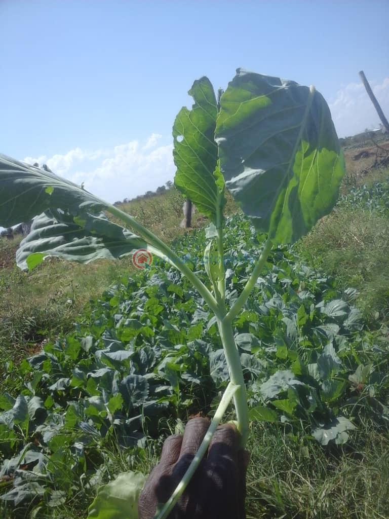 Farm & Agricultural land For Sale Harold Road Bulawayo East (PID