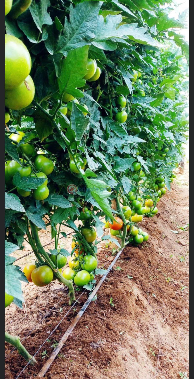 Stands & Residential land For Sale Harold Road Bulawayo East (PID